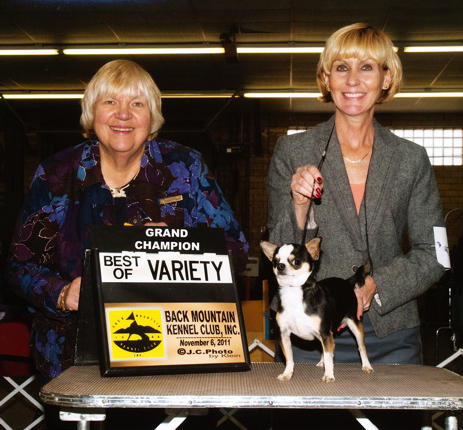 Rocky's championship win at Black Mountain Kennel Club