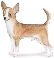 Chihuahua - AKC breed