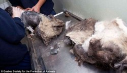 Don't need that coat anymore: Fur comes off like one giant matted mess 