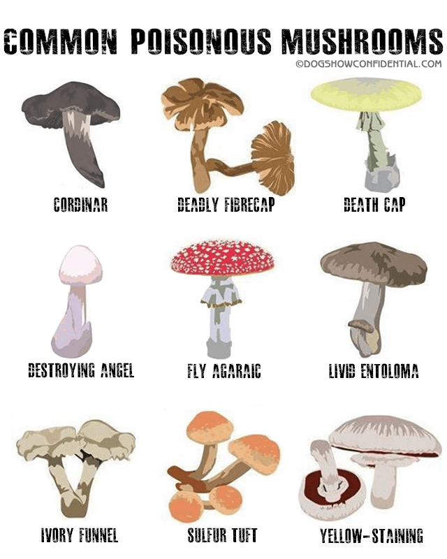 Common Poisonous Mushrooms