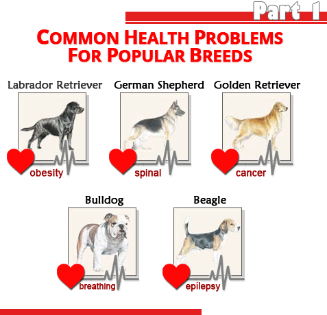 Common Health Problems for Popular Dog Breeds - Part 1