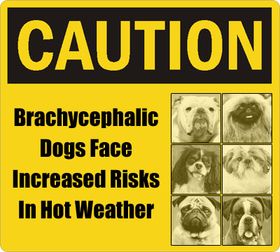 Brachycephalic Dogs Face Increased Risks In Hot Weather