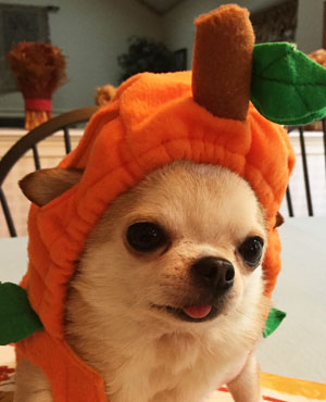 Ted in a pumpkin costume for Halloween