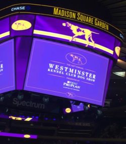 Madison Square Garden lights up for the Westminster show