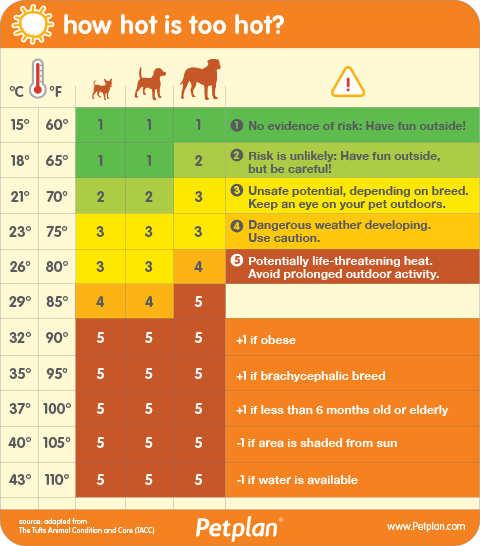 How hot is too hot for your dog?