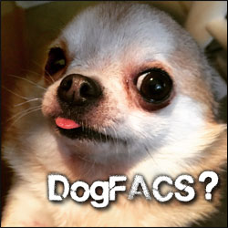 DogFACS: Interpreting Your Dog's Facial Expressions